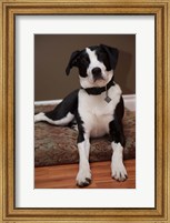 British Columbia, Mission, coon hound dog Fine Art Print