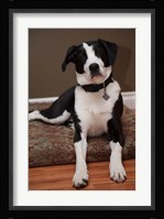 British Columbia, Mission, coon hound dog Fine Art Print