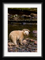 British Columbia, Princess Royal Island, Spirit Bear Fine Art Print