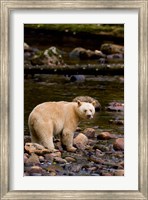 British Columbia, Princess Royal Island, Spirit Bear Fine Art Print