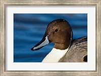 British Columbia, Westham Island, Pintail Duck Fine Art Print