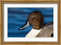 British Columbia, Westham Island, Pintail Duck Fine Art Print