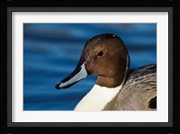 British Columbia, Westham Island, Pintail Duck Fine Art Print