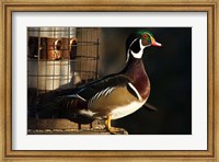 Wood Duck Drake, George C Reifel Migratory Bird Sanctuary, Westham Island, British Columbia, Canada Fine Art Print