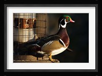 Wood Duck Drake, George C Reifel Migratory Bird Sanctuary, Westham Island, British Columbia, Canada Fine Art Print