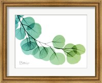 Eucalyptus Green Blue Fine Art Print