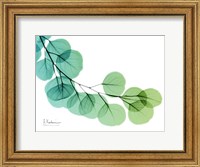 Eucalyptus Green Blue Fine Art Print