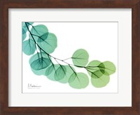 Eucalyptus Green Blue Fine Art Print