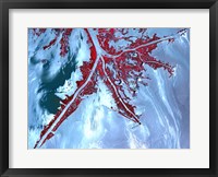 False Color Satellite View of the Very tip of the Mississippi River Delta Fine Art Print