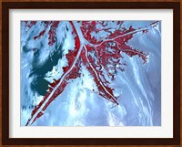 False Color Satellite View of the Very tip of the Mississippi River Delta Fine Art Print