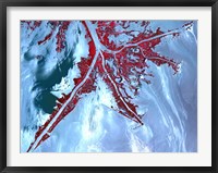 False Color Satellite View of the Very tip of the Mississippi River Delta Fine Art Print