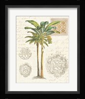 Vintage Palm Study I Fine Art Print