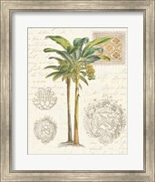 Vintage Palm Study I Fine Art Print
