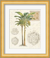 Vintage Palm Study I Fine Art Print