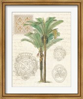 Vintage Palm Study II Fine Art Print