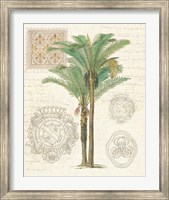 Vintage Palm Study II Fine Art Print