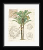 Vintage Palm Study II Framed Print