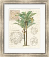 Vintage Palm Study II Fine Art Print