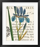 Iris Letter Framed Print