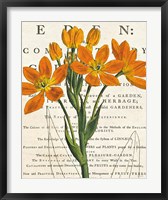 Euphorbia Botany Fine Art Print