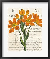 Euphorbia Botany Fine Art Print