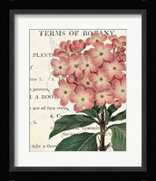 Bicolor Phlox Botany Fine Art Print