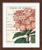 Bicolor Phlox Botany Fine Art Print