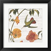 Vintage Hummingbird I Framed Print