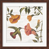 Vintage Hummingbird II Fine Art Print