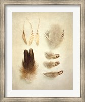 Feathers II Fine Art Print