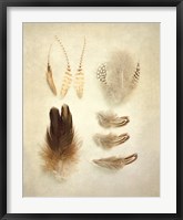 Feathers II Fine Art Print
