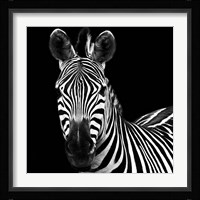 Zebra II Square Fine Art Print