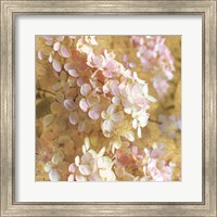 Gilded Hydrangea I Fine Art Print