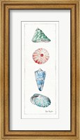 Sea Finds III (panel) Fine Art Print