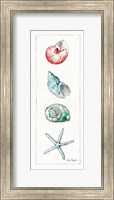Sea Finds IV (panel) Fine Art Print