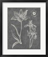 Eden Spring II Gray Framed Print