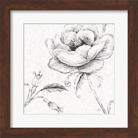 Blossom Sketches II Fine Art Print