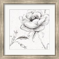 Blossom Sketches II Fine Art Print