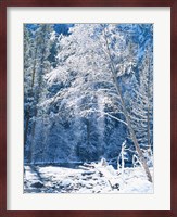 Snow covered trees along Merced River, Yosemite Valley, Yosemite National Park, California Fine Art Print
