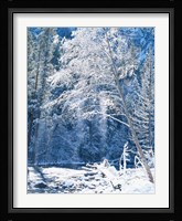 Snow covered trees along Merced River, Yosemite Valley, Yosemite National Park, California Fine Art Print