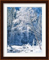 Snow covered trees along Merced River, Yosemite Valley, Yosemite National Park, California Fine Art Print