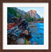 Tree roots in Merced River in the Yosemite Valley Fine Art Print