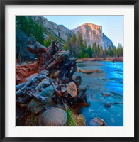Tree roots in Merced River in the Yosemite Valley Fine Art Print