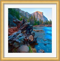 Tree roots in Merced River in the Yosemite Valley Fine Art Print