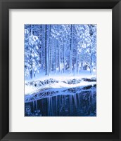 Winter, Conifers, Merced River, Yosemite Valley CA Fine Art Print