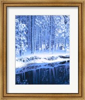 Winter, Conifers, Merced River, Yosemite Valley CA Fine Art Print