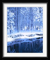 Winter, Conifers, Merced River, Yosemite Valley CA Fine Art Print