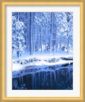 Winter, Conifers, Merced River, Yosemite Valley CA Fine Art Print