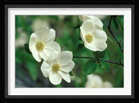Pacific Dogwood Along Merced River, Yosemite National Park, California Fine Art Print