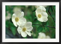 Pacific Dogwood Along Merced River, Yosemite National Park, California Fine Art Print